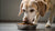 How Much Wet Food Should I Feed My Senior Dog? Essential Guidelines for Pet Owners