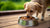 How Much Wet Food Should I Feed My Small Dog? A Comprehensive Guide