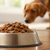 How Much Wet Food to Feed a 10 lb Dog: A Comprehensive Guide for Pet Parents