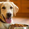 How Much Wet Food to Feed a 16 lb Dog: A Comprehensive Guide for Happy, Healthy Pups
