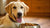 How Much Wet Food to Feed a 16 lb Dog: A Comprehensive Guide for Happy, Healthy Pups