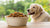 How Much Wet Food to Feed a 50 Pound Dog: A Comprehensive Guide