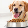 How Much Wet Food to Feed a Dog Per Day: A Comprehensive Guide for Happy, Healthy Pets