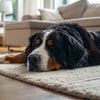 How Much Wet Food to Feed a Senior Dog: A Comprehensive Guide