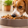 How Much Wet Food to Feed My Dog: A Comprehensive Guide for Pet Owners