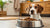 How Much Wet Food to Feed Your Dog: The Ultimate Guide for Pet Owners