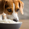 How Much White Rice Can a Dog Eat? A Comprehensive Guide for Pet Owners