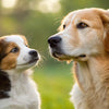 How Much Will My Dog Weigh Based on Puppy Weight? Understanding Your Pup's Growth