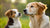 How Much Will My Dog Weigh Based on Puppy Weight? Understanding Your Pup's Growth