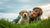 How Much Will My Dog Weigh? Understanding Your Puppy’s Growth Journey