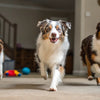 How Often Do Dogs Need Teeth Cleaning? A Comprehensive Guide for Dog Owners