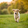 How Often Should a Healthy Young Dog Exercise? Understanding Your Pup's Needs