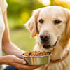 How Often Should Dogs Eat Wet Food? A Comprehensive Guide for Dog Owners