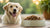 How Often Should Dogs Have Wet Food? A Comprehensive Guide for Pet Owners