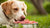 How Often Should I Feed My Dog Raw Food: Insights from Pet Care Experts