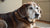 How Often Should I Feed My Senior Dog Wet Food? A Comprehensive Guide