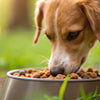 How Often Should I Give My Dog Wet Food? A Comprehensive Guide