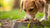 How Often Should I Give My Dog Wet Food? A Comprehensive Guide