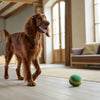 How Often Should You Feed a Puppy Wet Food? A Guide to Optimal Puppy Feeding Schedules and Nutrition