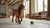 How Often Should You Feed a Puppy Wet Food? A Guide to Optimal Puppy Feeding Schedules and Nutrition