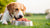 How Often Should You Worm a Dog on Raw Food?