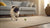 How Often to Feed 7 Week Old Puppy: A Guide for New Puppy Parents