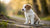 How Often to Feed a 10 Week Old Puppy: A Comprehensive Guide