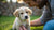 How Often to Feed a 2 Month Old Puppy: A Comprehensive Guide for New Pet Parents