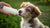 How Often to Feed a 3 Month Old Puppy: An Essential Guide for New Pet Owners