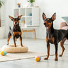 How Often to Feed a 4 Week Old Puppy: Essential Guidelines for Healthy Growth