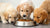 How Old Are Puppies When They Eat Dog Food? The Essential Guide to Weaning and Nutrition