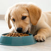 How Old Are Puppies When They Start Eating Dog Food? A Comprehensive Guide
