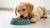 How Old Are Puppies When They Start Eating Dog Food? A Comprehensive Guide