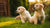 How Old Before Puppies Can Eat Dog Food? Essential Insights for New Pet Owners