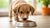 How Old Can a Puppy Eat Dog Food? A Comprehensive Guide to Transitioning Your Pup