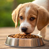 How Old Can a Puppy Start Eating Dog Food? Your Essential Guide to Feeding