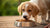 How Old Can a Puppy Start Eating Dog Food? Your Essential Guide to Feeding