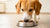 How Old Can Dogs Eat Puppy Food? Understanding Your Dog's Nutritional Journey