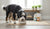 How Old for Adult Dog Food: A Comprehensive Guide for Pet Owners-141415383279