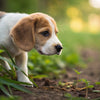 How Old Should a Puppy Be to Eat Dog Food? A Comprehensive Guide for Pet Parents
