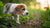 How Old Should a Puppy Be to Eat Dog Food? A Comprehensive Guide for Pet Parents