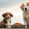 How Old to Switch Puppy to Dog Food: A Comprehensive Guide for Pet Owners