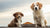 How Old to Switch Puppy to Dog Food: A Comprehensive Guide for Pet Owners