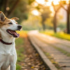 How Quickly Can a Dog Lose Weight? Understanding the Journey to a Healthier Pup