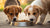 How Soon Can Puppies Eat Dog Food? A Comprehensive Guide to Weaning and Nutrition-140299501807