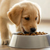 How Soon Can Puppies Start Eating Dog Food? A Comprehensive Guide