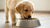 How Soon Can Puppies Start Eating Dog Food? A Comprehensive Guide
