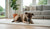 How Spaying Affects Dog Behavior: Understanding the Changes for Your Canine Companion