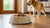 How Tall Should My Dog's Food Bowl Be? Understanding the Perfect Height for Happy Feedings