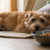 How to Add Fat to Your Dog's Diet Naturally: A Comprehensive Guide